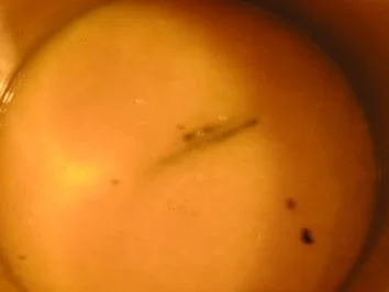 Rezept: Orangen-Vanille-Marmelade Bild Nr. 2 Orangen-Vanille-Marmelade - Rezept - Bild Nr. 2