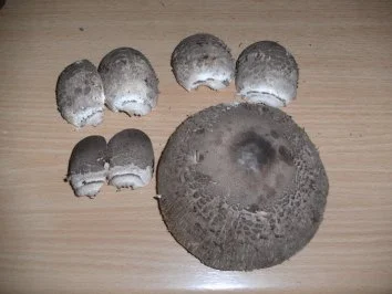 Pilze: Parasol paniert - Rezept - Bild Nr. 2