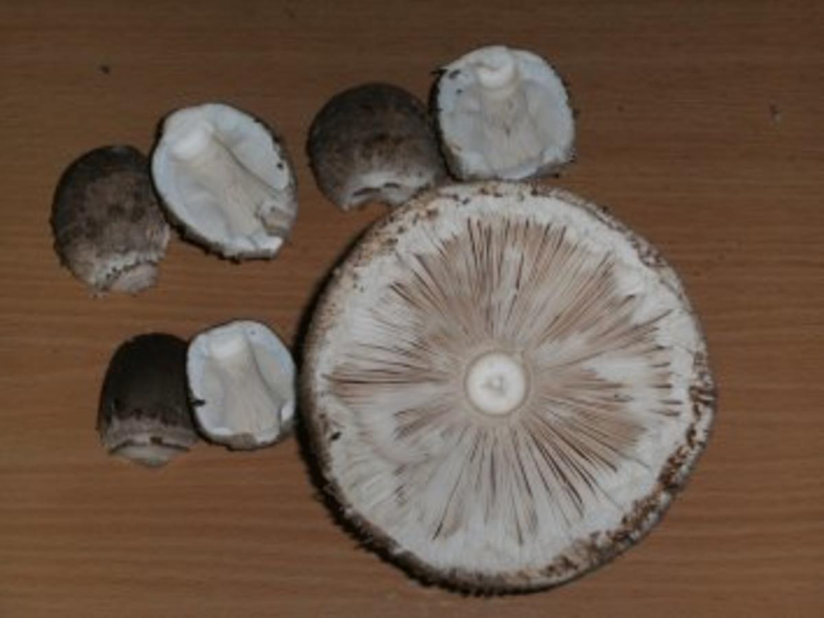 Pilze: Parasol paniert - einfach - von goach