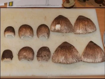 Pilze: Parasol paniert - Rezept - Bild Nr. 4