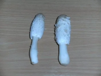 Pilze: Schopftintling - Rezept - Bild Nr. 2