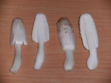 Pilze: Schopftintling - Rezept - Bild Nr. 3