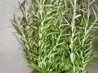 Kräuterlikör - Rezept - Bild Nr. 2