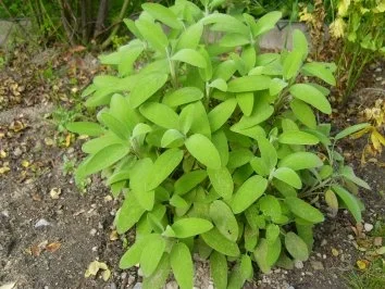 Kräuterlikör - Rezept - Bild Nr. 3