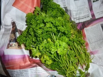 Rezept: Vorrat: Petersilie für den Winter Bild Nr. 2 Vorrat: Petersilie für den Winter - Rezept - Bild Nr. 2