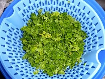 Rezept: Vorrat: Petersilie für den Winter Bild Nr. 3 Vorrat: Petersilie für den Winter - Rezept - Bild Nr. 3