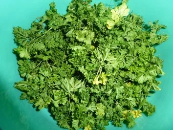 Rezept: Vorrat: Petersilie für den Winter Bild Nr. 4 Vorrat: Petersilie für den Winter - Rezept - Bild Nr. 4