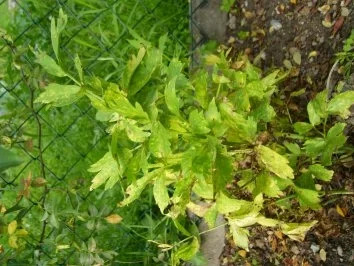 Liebstöckelsalz - Rezept - Bild Nr. 2