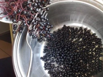 Rezept: Holunderlikör - Hollerbuschlikör Bild Nr. 2 Holunderlikör - Hollerbuschlikör - Rezept - Bild Nr. 2