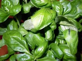 Süsses Pesto - Rezept - Bild Nr. 3