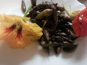 Rezept: Radieschensamenschotensnack Radieschensamenschotensnack - Rezept