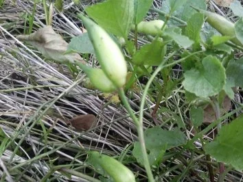 Rezept: Radieschensamenschotensnack Bild Nr. 2 Radieschensamenschotensnack - Rezept - Bild Nr. 2