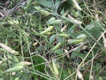 Rezept: Kapern-Ersatz Bild Nr. 2 Kapern-Ersatz - Rezept - Bild Nr. 2