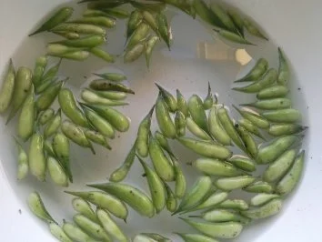 Rezept: Kapern-Ersatz Bild Nr. 3 Kapern-Ersatz - Rezept - Bild Nr. 3