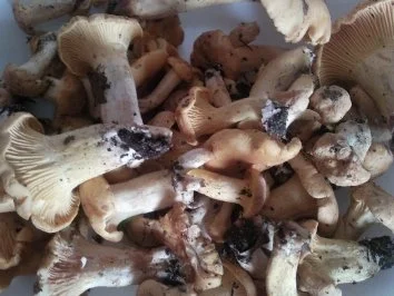 Rezept: Pfifferlinge -klassisch Bild Nr. 2 Pfifferlinge -klassisch - Rezept - Bild Nr. 2