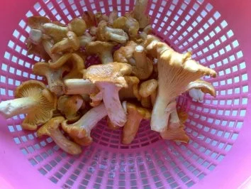 Rezept: Pfifferlinge -klassisch Bild Nr. 3 Pfifferlinge -klassisch - Rezept - Bild Nr. 3
