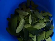 Salbei- Tee - Rezept