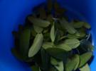 Salbei- Tee - Rezept