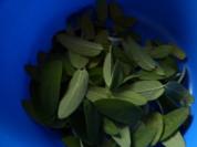 Salbei- Tee - Rezept