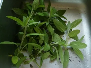 Rezept: Salbei- Tee Bild Nr. 2 Salbei- Tee - Rezept - Bild Nr. 2