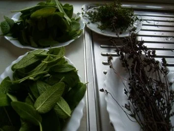 Salbei - Rezept - Bild Nr. 3