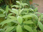 Linguine mit Salbei-Schinken-Chili-Buttersoße - Rezept