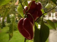 Gemischte Pfanne - Rezept