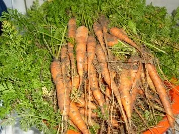 Rezept: Möhrensuppe Bild Nr. 2 Möhrensuppe - Rezept - Bild Nr. 2