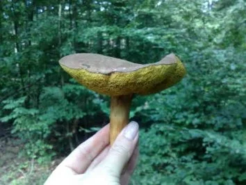 Rezept: Waldpilze-Suppe / Keine STERNEN vergeben bitte!!! Bild Nr. 2 Waldpilze-Suppe / Keine STERNEN vergeben bitte!!! - Rezept - Bild Nr. 2