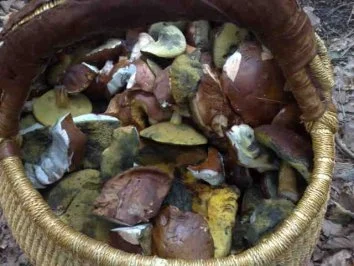 Rezept: Waldpilze-Suppe / Keine STERNEN vergeben bitte!!! Bild Nr. 3 Waldpilze-Suppe / Keine STERNEN vergeben bitte!!! - Rezept - Bild Nr. 3