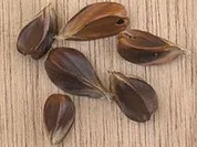 Beilage: Bucheckernknödel - Rezept