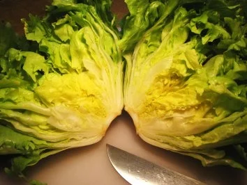 Rezept: Feiner Endiviensalat Bild Nr. 2 Feiner Endiviensalat - Rezept - Bild Nr. 2