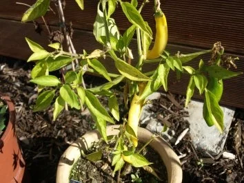 Chili-Knoblauch-Öl - Rezept - Bild Nr. 2