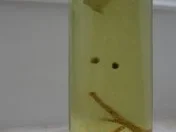 Rezept: Gewürzöl: Pfeffer-Öl Bild Nr. 5 Gewürzöl: Pfeffer-Öl - Rezept - Bild Nr. 5