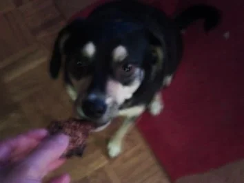 Hundeleckerli - Rezept - Bild Nr. 7