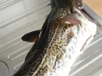 Kochfisch mit Senfsoße - Rezept - Bild Nr. 2