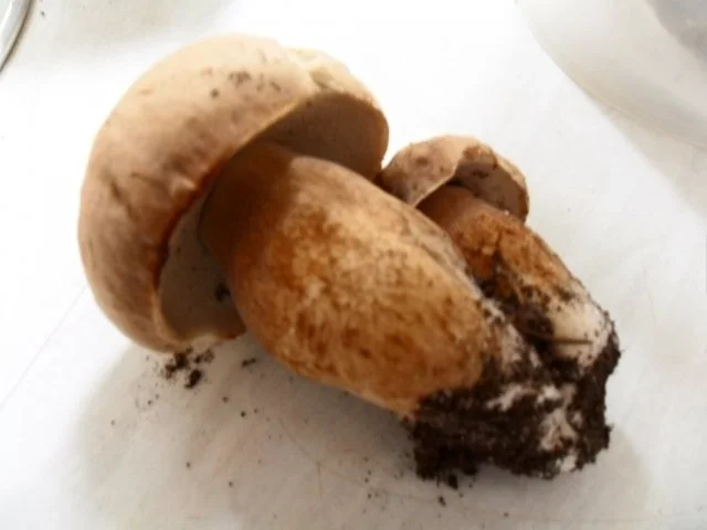 Rezept: Semmelknödel mit Waldpilzen Bild Nr. 3 Semmelknödel mit Waldpilzen - Rezept - Bild Nr. 3