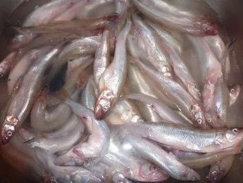 Rezept: Fisch: Stint gebraten und eingelegt Bild Nr. 2 Fisch: Stint gebraten und eingelegt - Rezept - Bild Nr. 2