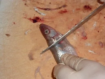 Rezept: Fisch: Stint gebraten und eingelegt Bild Nr. 4 Fisch: Stint gebraten und eingelegt - Rezept - Bild Nr. 4