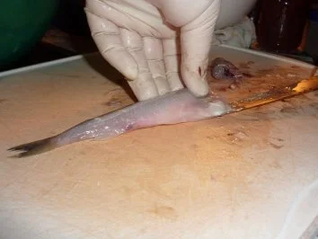 Rezept: Fisch: Stint gebraten und eingelegt Bild Nr. 5 Fisch: Stint gebraten und eingelegt - Rezept - Bild Nr. 5