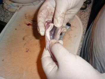 Rezept: Fisch: Stint gebraten und eingelegt Bild Nr. 6 Fisch: Stint gebraten und eingelegt - Rezept - Bild Nr. 6