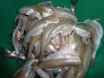 Rezept: Fisch: Stint gebraten und eingelegt Bild Nr. 8 Fisch: Stint gebraten und eingelegt - Rezept - Bild Nr. 8