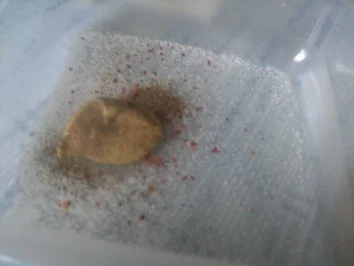 Rezept: Salatbeilage mit einem Senfdressing Bild Nr. 3 Salatbeilage mit einem Senfdressing - Rezept - Bild Nr. 3