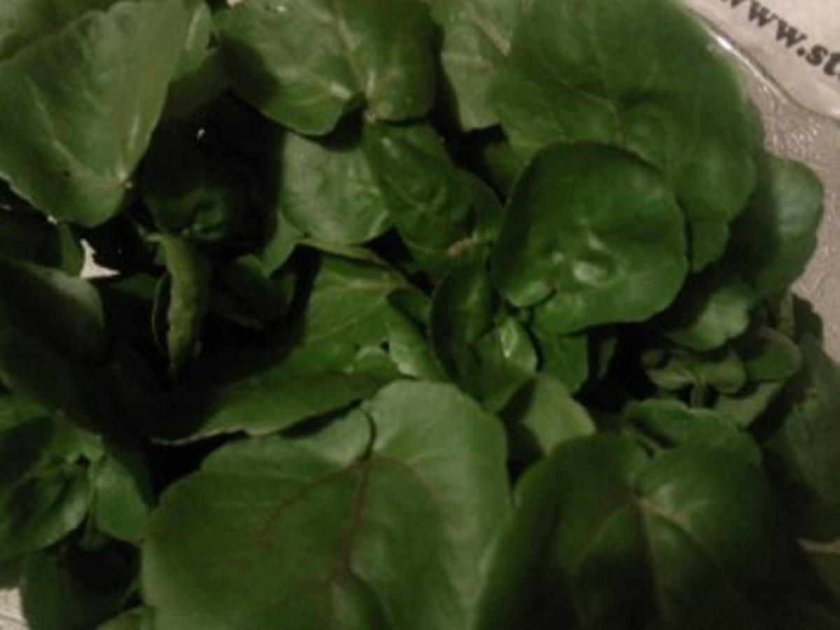 Erfurter Brunnenkresse