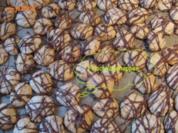 Weihnachtsplätzchen- Frischkäsehappen - Rezept