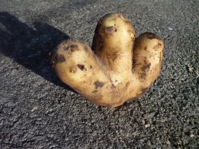 Rezept: Bratkartoffeln mit Spiegelei Bild Nr. 4 Bratkartoffeln mit Spiegelei - Rezept - Bild Nr. 4