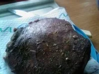 Gebeizte Lammkeule - Rezept - Bild Nr. 5