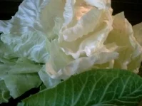 Sarma - Rezept - Bild Nr. 3