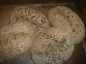 Vollkorn-Roggenmsichbrötchen - Rezept