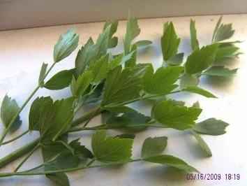 Liebstöckelsuppe - Rezept - Bild Nr. 2